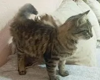 Gato raça SRD-ViraLata idade 2 a 6 meses nome PENÉLOPE