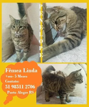 Gato raça SRD-ViraLata idade 2 a 6 meses nome PENÉLOPE