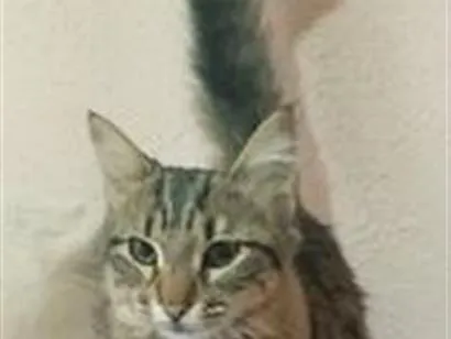 Gato raça SRD-ViraLata idade 2 a 6 meses nome PENÉLOPE