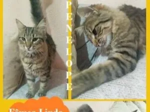 Gato raça SRD-ViraLata idade 2 a 6 meses nome PENÉLOPE