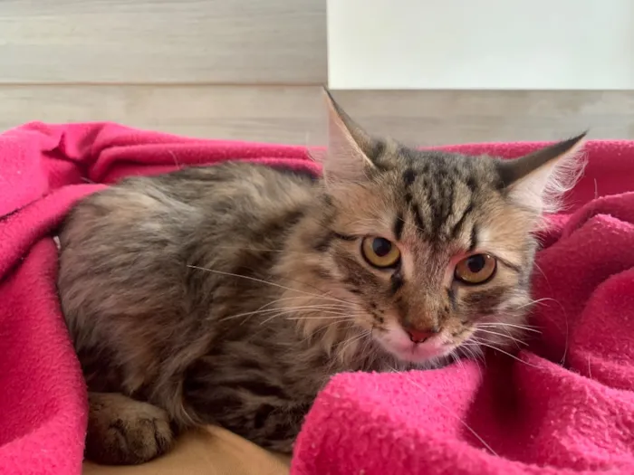 Gato raça SRD-ViraLata idade 2 a 6 meses nome Amora