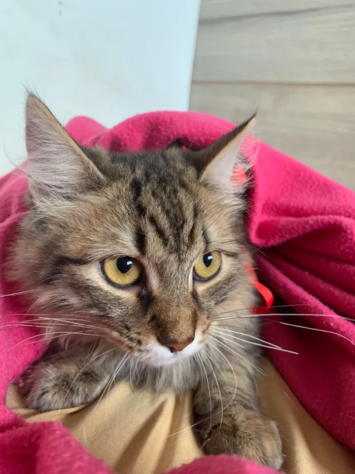 Gato raça SRD-ViraLata idade 2 a 6 meses nome Amora