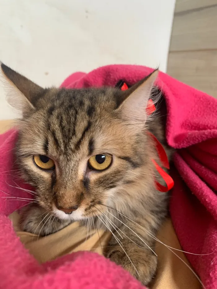 Gato raça SRD-ViraLata idade 2 a 6 meses nome Amora