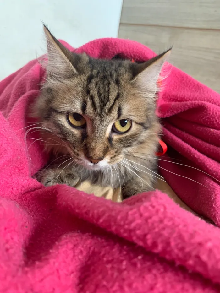 Gato raça SRD-ViraLata idade 2 a 6 meses nome Amora