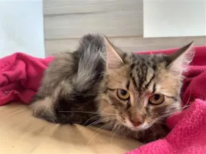 Gato raça SRD-ViraLata idade 2 a 6 meses nome Amora