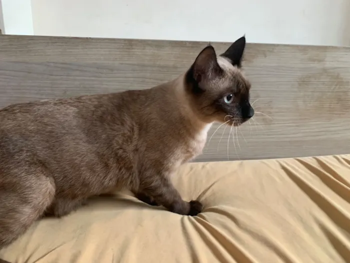 Gato raça SRD-ViraLata idade 1 ano nome Maria