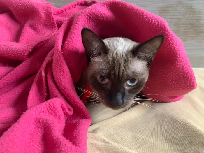 Gato raça SRD-ViraLata idade 1 ano nome Maria