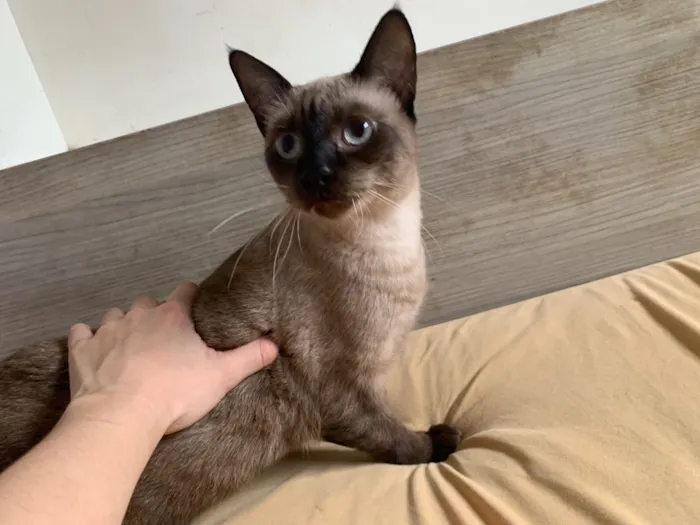 Gato raça SRD-ViraLata idade 1 ano nome Maria