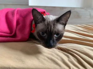 Gato raça SRD-ViraLata idade 1 ano nome Maria