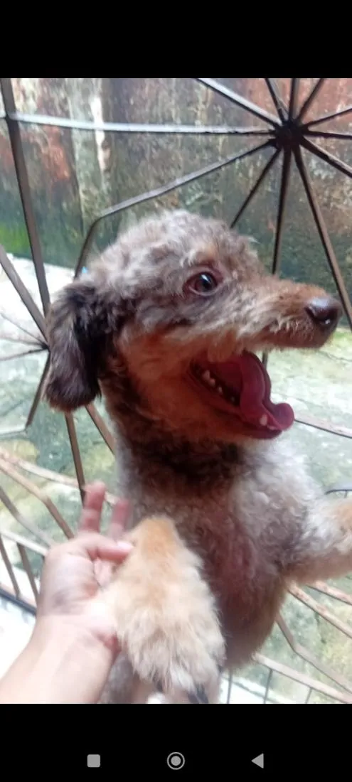 Cachorro raça Poodle idade 2 anos nome duck