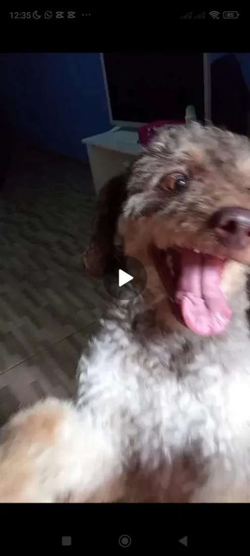Cachorro raça Poodle idade 2 anos nome duck