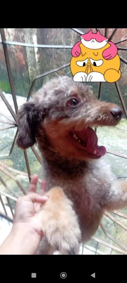 Cachorro raça Poodle idade 2 anos nome duck