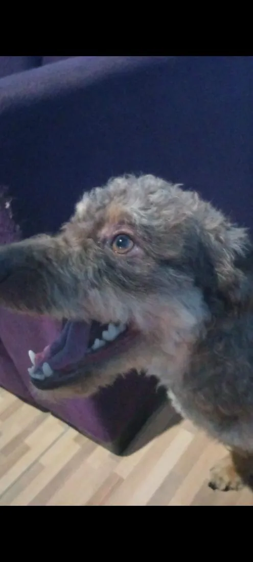 Cachorro raça Poodle idade 2 anos nome duck