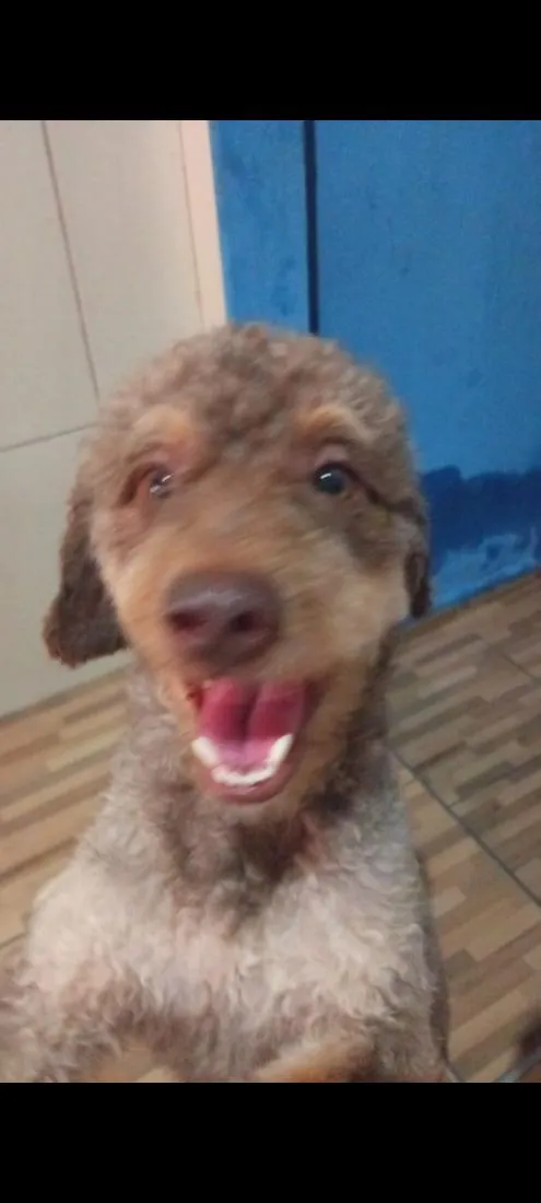Cachorro raça Poodle idade 2 anos nome duck