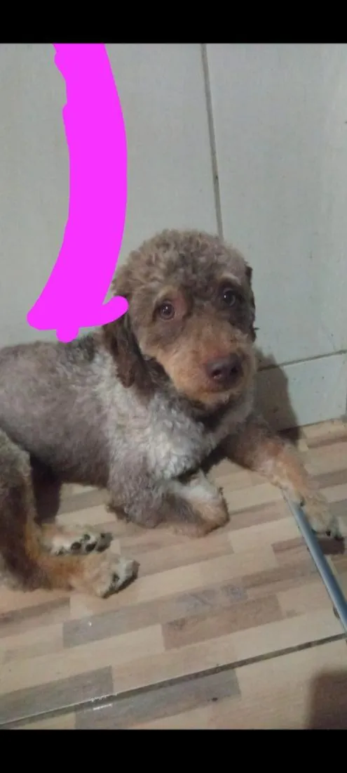 Cachorro raça Poodle idade 2 anos nome duck