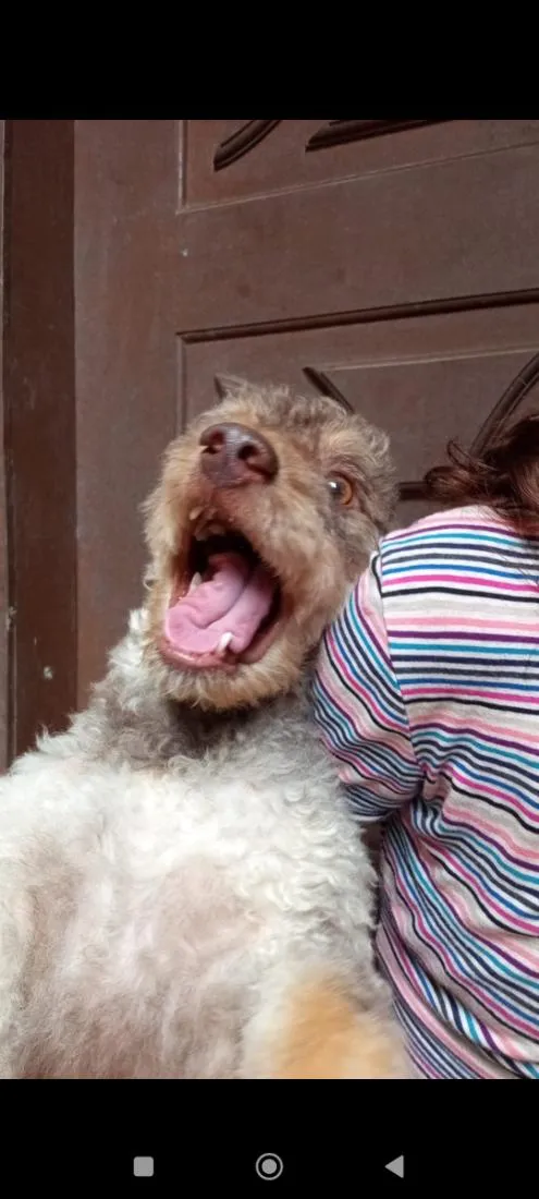 Cachorro raça Poodle idade 2 anos nome duck