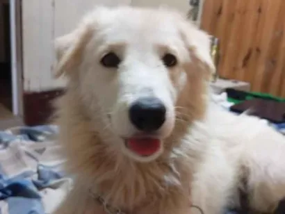 Cachorro raça SRD-ViraLata idade 2 anos nome nevasca