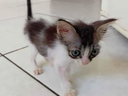 Gato raça SRD-ViraLata idade 2 a 6 meses nome Titico