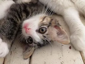 Gato raça SRD-ViraLata idade 2 a 6 meses nome Lili