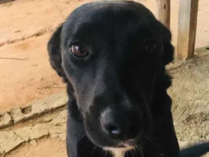Cachorro raça SRD-ViraLata idade 2 a 6 meses nome Neguinha