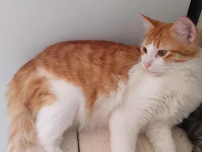 Gato raça SRD-ViraLata idade 7 a 11 meses nome Francisco