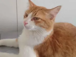 Gato raça SRD-ViraLata idade 7 a 11 meses nome Nick