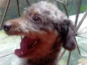 Cachorro raça Poodle idade 2 anos nome duck