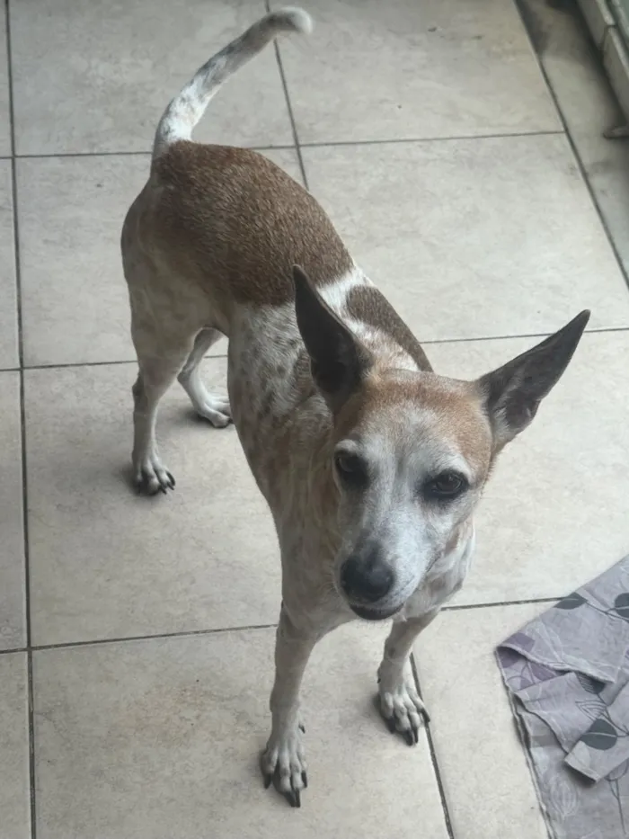 Cachorro raça SRD-ViraLata idade 6 ou mais anos nome Malhada