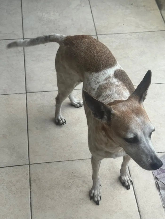 Cachorro raça SRD-ViraLata idade 6 ou mais anos nome Malhada