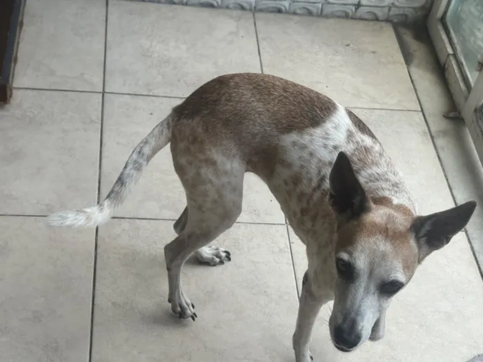 Cachorro raça SRD-ViraLata idade 6 ou mais anos nome Malhada