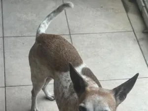 Cachorro raça SRD-ViraLata idade 6 ou mais anos nome Malhada