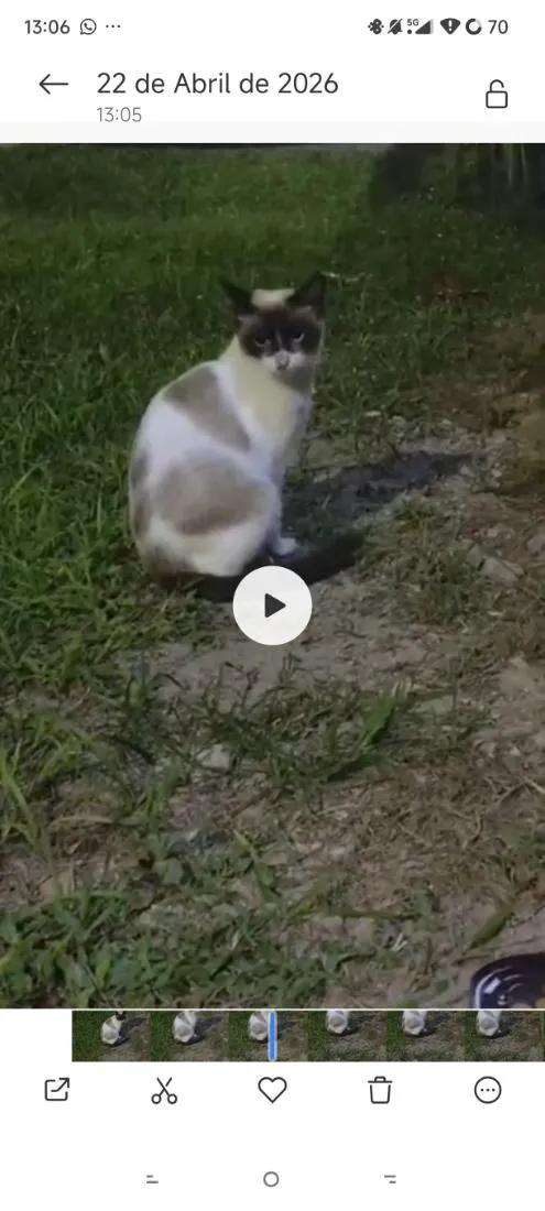 Gato raça SRD-ViraLata idade 2 a 6 meses nome Marília (pq é a rainha da sofrência)