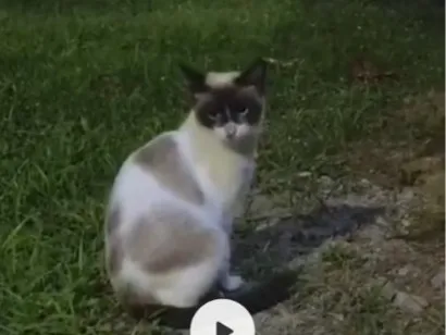 Gato raça SRD-ViraLata idade 2 a 6 meses nome Marília (pq é a rainha da sofrência)