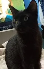 Gato raça SRD-ViraLata idade 2 a 6 meses nome PERIGUETE