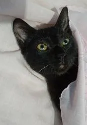 Gato raça SRD-ViraLata idade 2 a 6 meses nome PERIGUETE