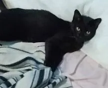 Gato raça SRD-ViraLata idade 2 a 6 meses nome PERIGUETE