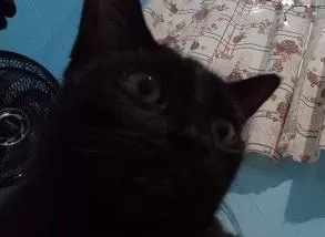 Gato raça SRD-ViraLata idade 2 a 6 meses nome PERIGUETE