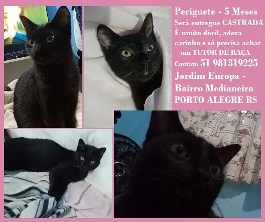 Gato raça SRD-ViraLata idade 2 a 6 meses nome PERIGUETE