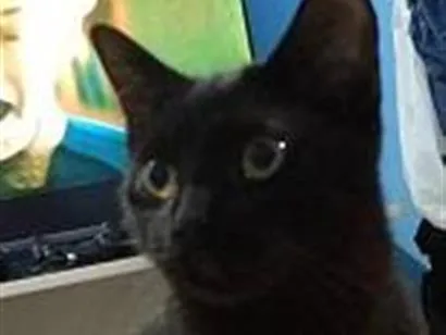 Gato raça SRD-ViraLata idade 2 a 6 meses nome PERIGUETE