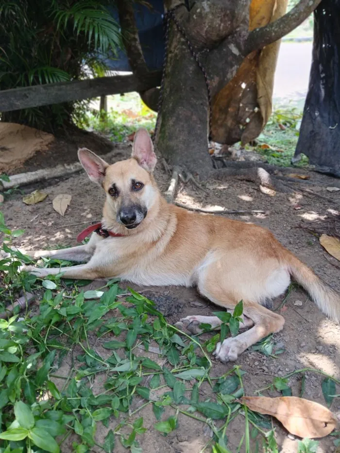 Cachorro raça Pastor Alemão idade 4 anos nome Billy