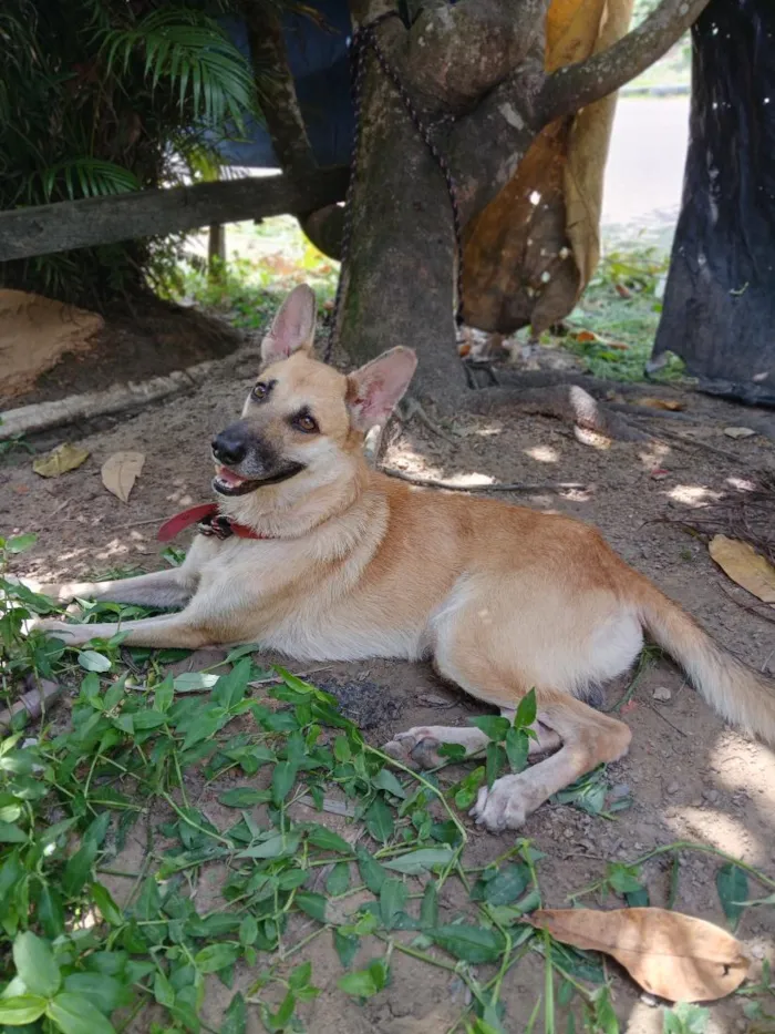 Cachorro raça Pastor Alemão idade 4 anos nome Billy
