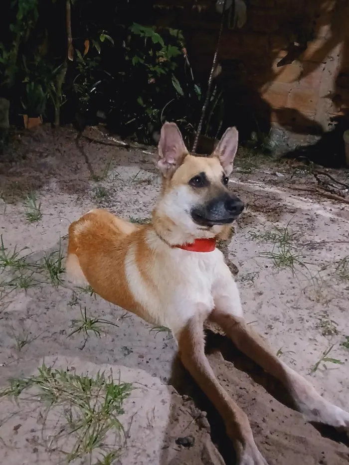 Cachorro raça Pastor Alemão idade 4 anos nome Billy