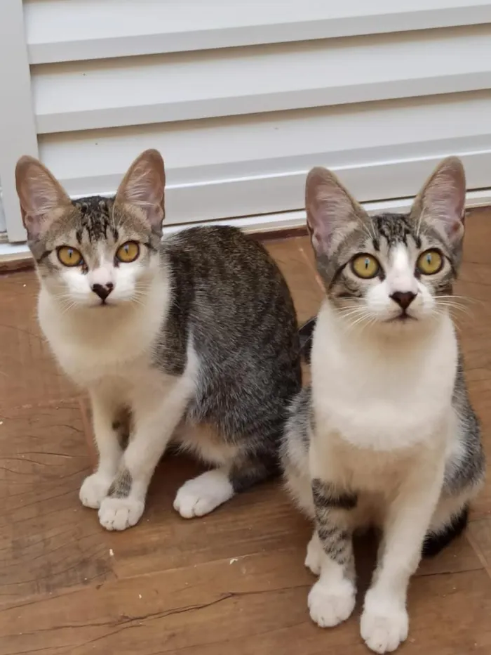 Gato raça SRD-ViraLata idade 2 a 6 meses nome Lilica e Pituca