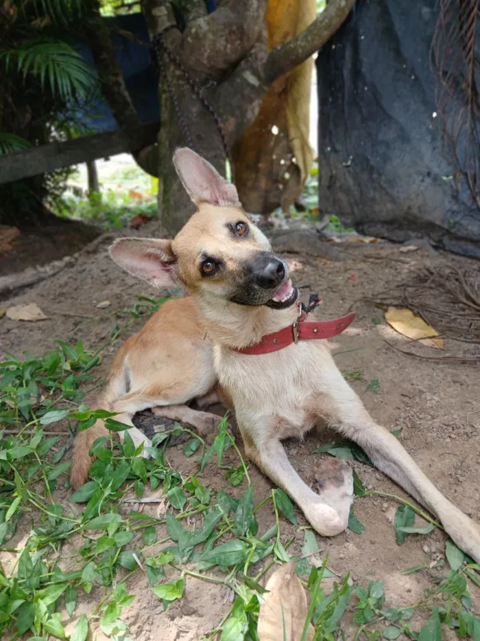 Cachorro raça Pastor Alemão idade 4 anos nome Billy