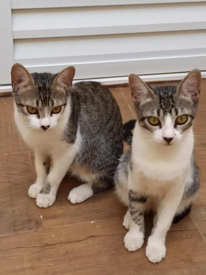 Gato raça SRD-ViraLata idade 2 a 6 meses nome Lilica e Pituca