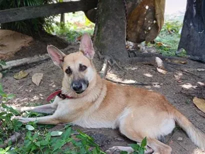Cachorro raça Pastor Alemão idade 4 anos nome Billy