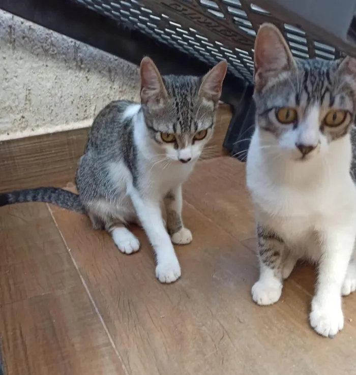 Gato raça SRD-ViraLata idade 2 a 6 meses nome Lilica e Pituca