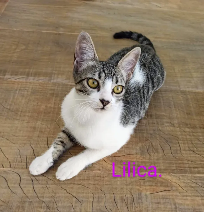 Gato raça SRD-ViraLata idade 2 a 6 meses nome Lilica e Pituca