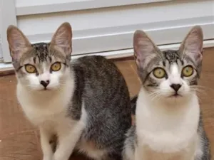 Gato raça SRD-ViraLata idade 2 a 6 meses nome Lilica e Pituca