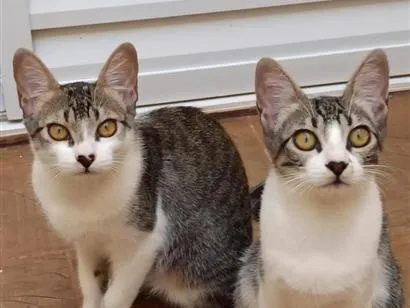 Gato raça SRD-ViraLata idade 2 a 6 meses nome Lilica e Pituca